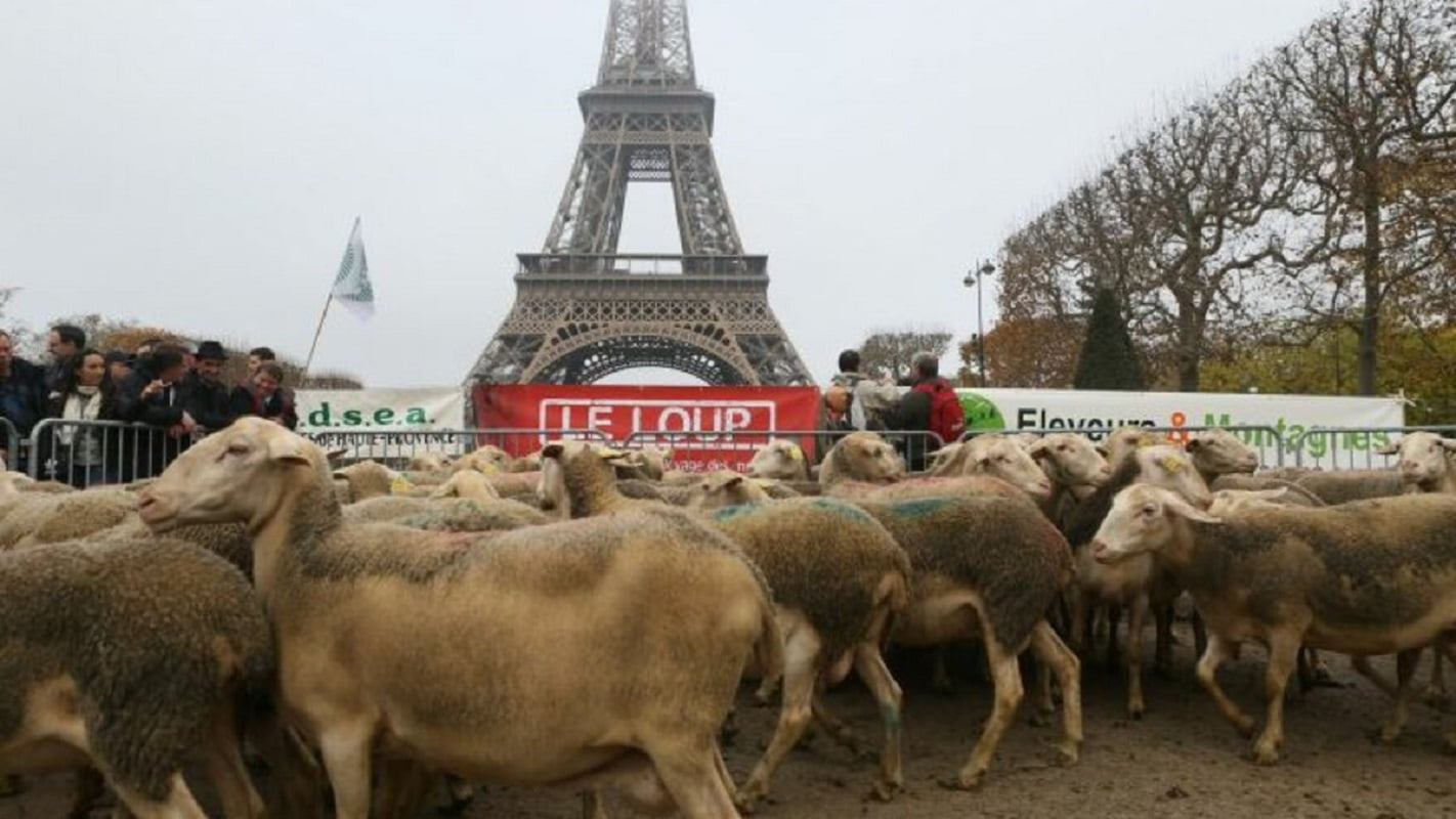 Comment acheter un mouton en France